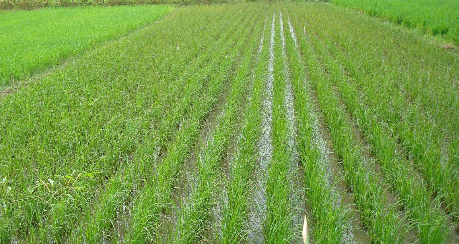 System of rice intensification